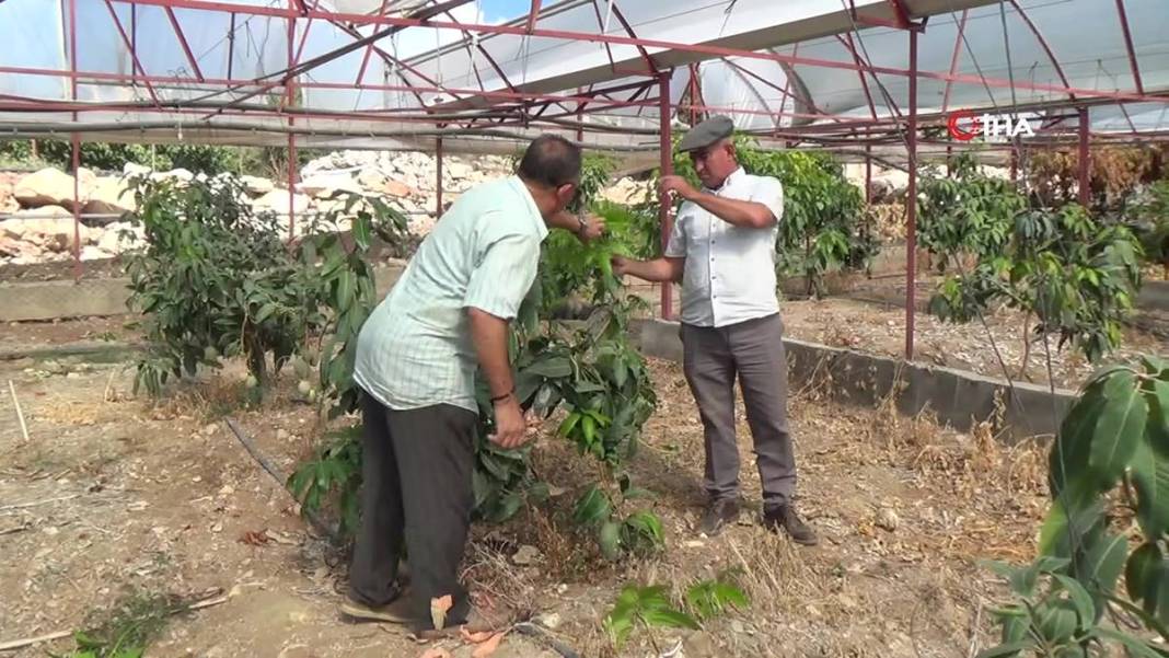 Domatesleri söküp tüm serasına bu meyveden ekti: Şimdi kazandığı parayı hesaplayamıyor! Kilosu 200 TL 6